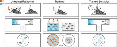 Fear conditioning in invertebrates